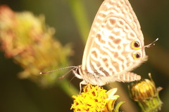 Leptotes pirithous