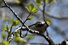 Setophaga pensylvanica