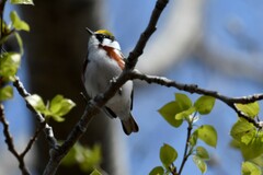 Setophaga pensylvanica