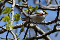 Setophaga pensylvanica