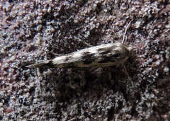 Scythris limbella