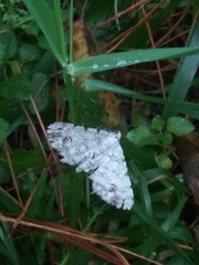 Biston betularia