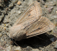 Orthosia gracilis