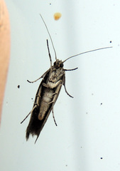 Ypsolopha ustella