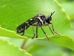Dioctria hyalipennis
