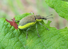 Chlorophanus viridis