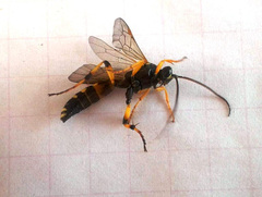 Ichneumon sarcitorius