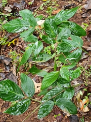 Dendrolobium triangulare