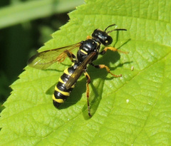 Cerceris arenaria