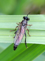 Dioctria hyalipennis