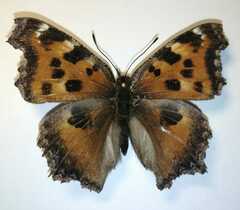 Nymphalis xanthomelas