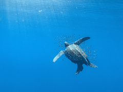 Dermochelys coriacea