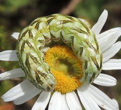 Cucullia chamomillae