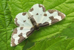 Lomaspilis marginata