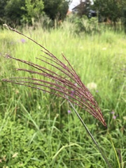 Digitaria eriantha