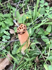 Simblum sphaerocephalum