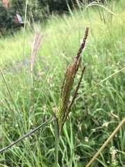 Digitaria eriantha