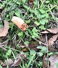 Simblum sphaerocephalum