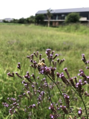 Apis mellifera scutellata