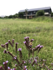 Apis mellifera scutellata
