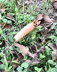 Simblum sphaerocephalum