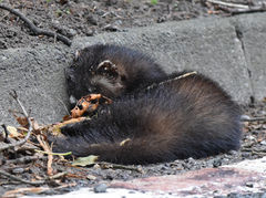Mustela putorius