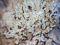 Physcia americana