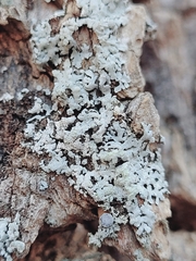 Physcia americana