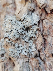 Physcia americana