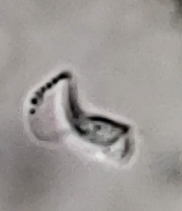 Cyclomonas