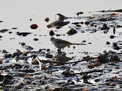 Motacilla cinerea