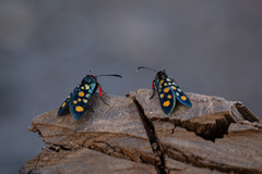 Arniocera auriguttata