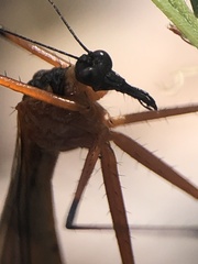 Bittacidae