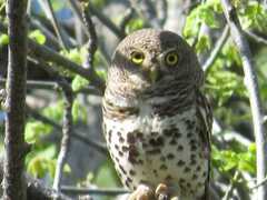 Glaucidium capense