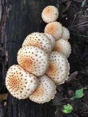 Pholiota