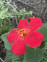 Hibiscus martianus