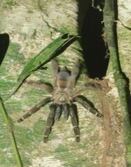 Psalmopoeus reduncus