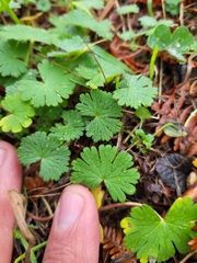 Geranium molle