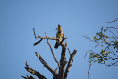 Trachyphonus vaillantii