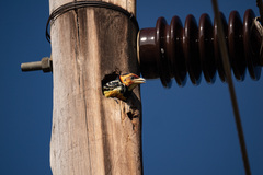 Trachyphonus vaillantii