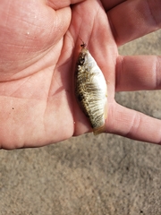 Floridichthys carpio