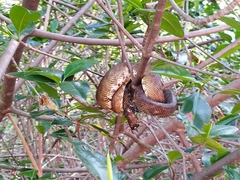 Corallus ruschenbergerii