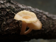 Lentinus flexipes