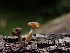 Lentinus flexipes