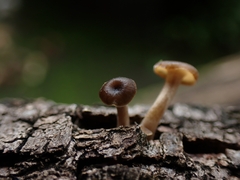 Lentinus flexipes