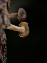 Lentinus flexipes