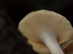 Lentinus flexipes