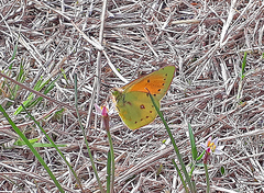 Colias lesbia