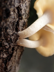 Lentinus flexipes
