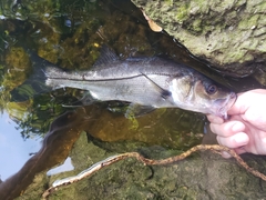 Centropomus parallelus